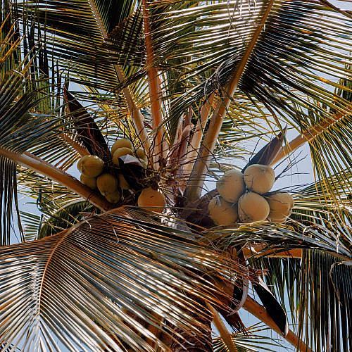 coconut pam tree